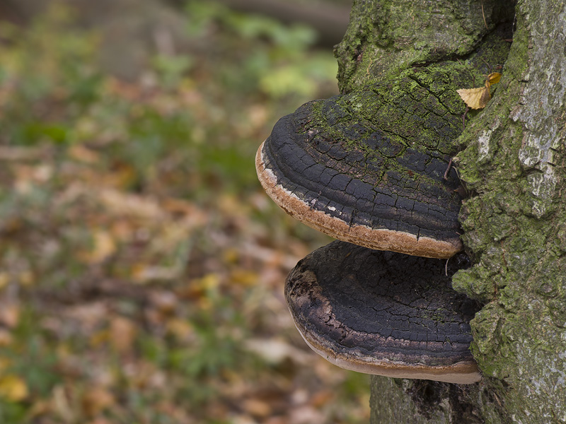 Phellinus alni